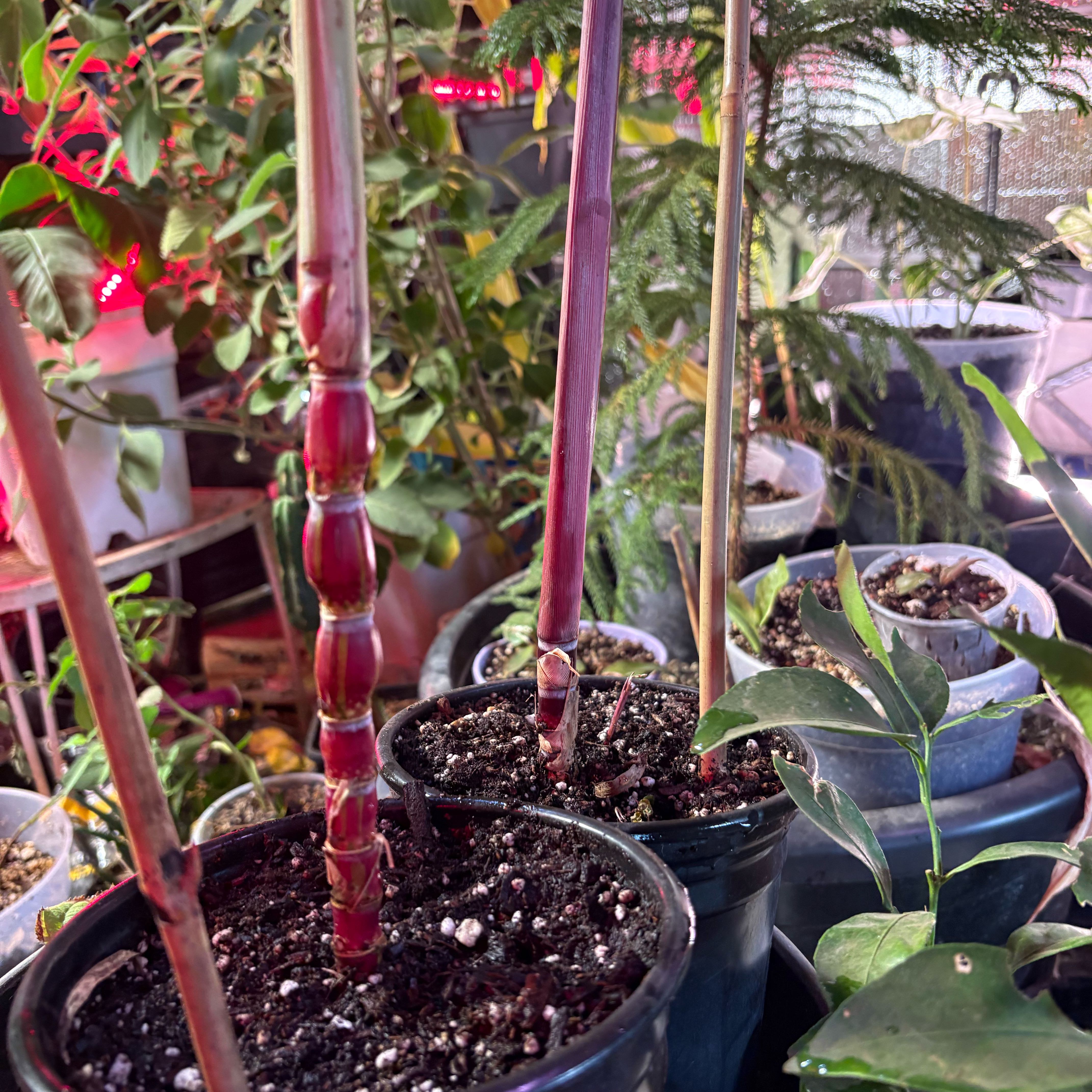 Photo of the plant species Black Hawaiian Sugarcane by @Idplantthat named Bella on Greg, the plant care app