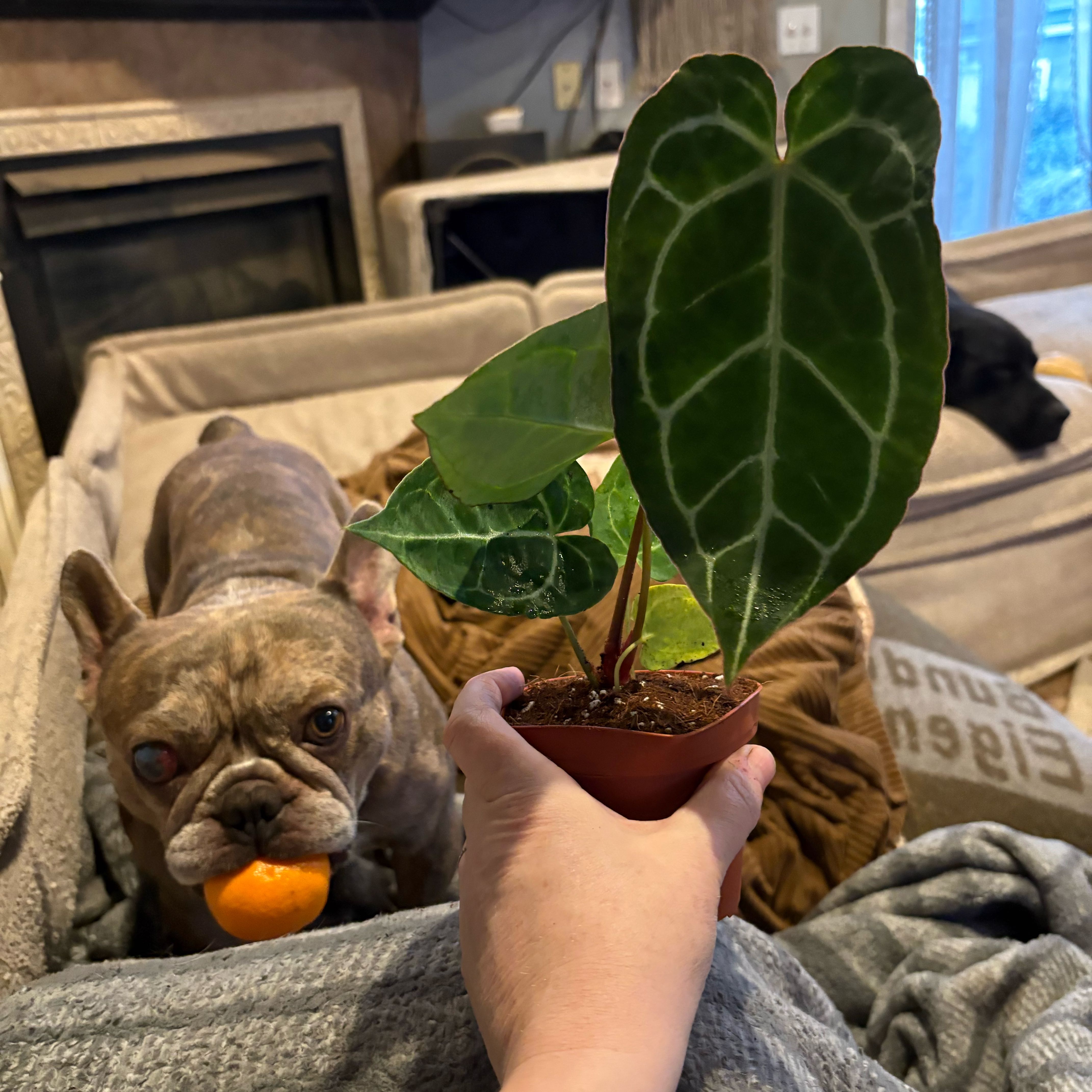 Photo of the plant species Black Crystallinum Anthurium by @Idplantthat named LiloStitch on Greg, the plant care app