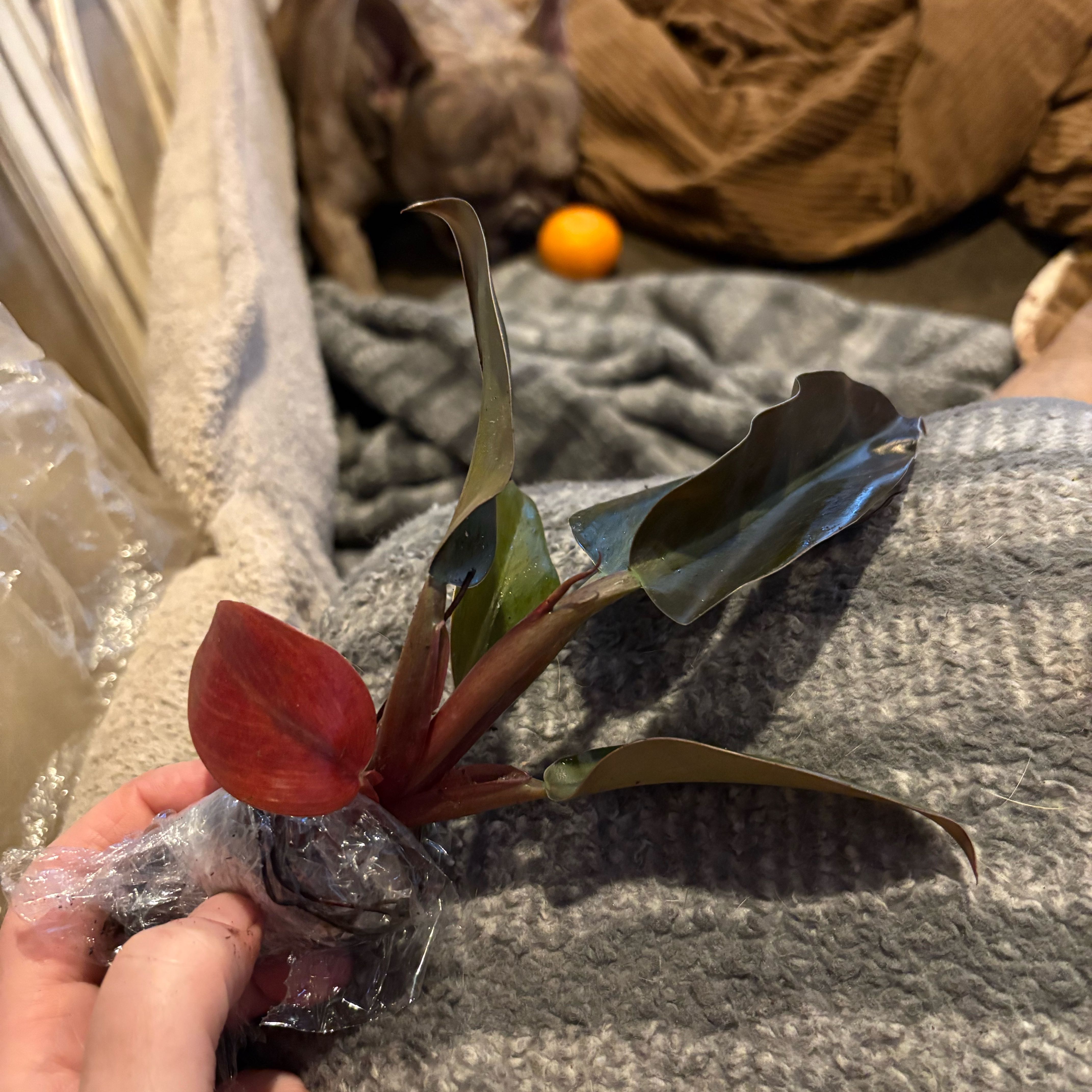 Photo of the plant species Caramel Black Cardinal by @Idplantthat named Scarlett on Greg, the plant care app