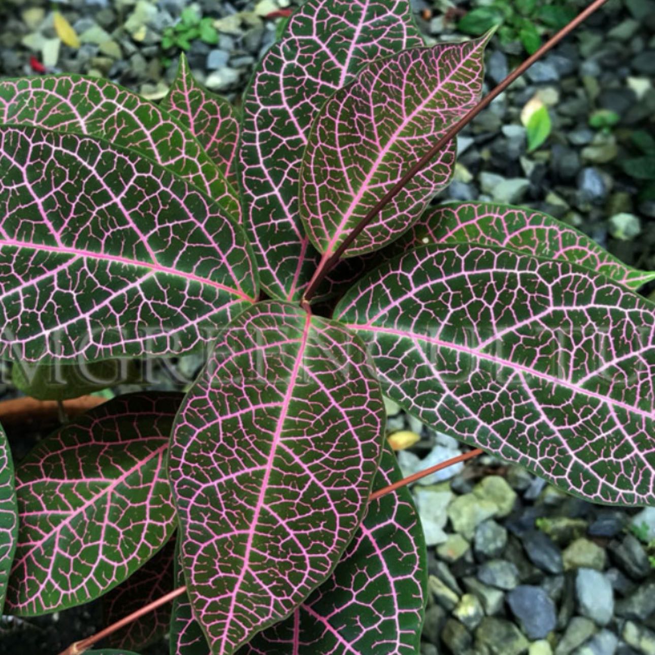 Photo of the plant species Prestonia Quinquangularis by @Idplantthat named Lebron on Greg, the plant care app