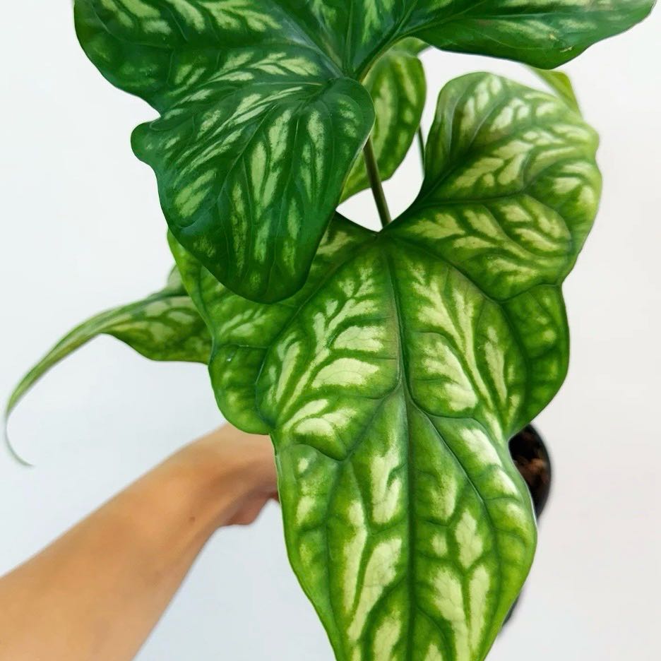 Photo of the plant species Mirabilis by @Idplantthat named Rainier on Greg, the plant care app