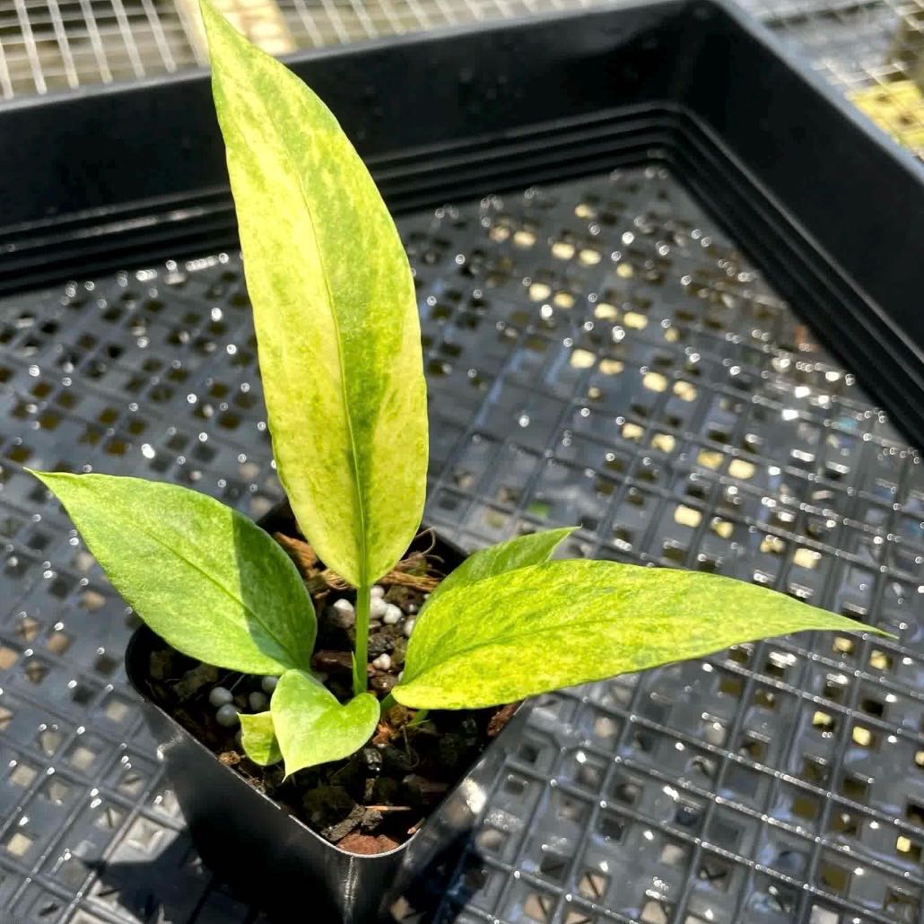 Photo of the plant species Strapl-leaf Anthurium by @Idplantthat named Figyonce on Greg, the plant care app