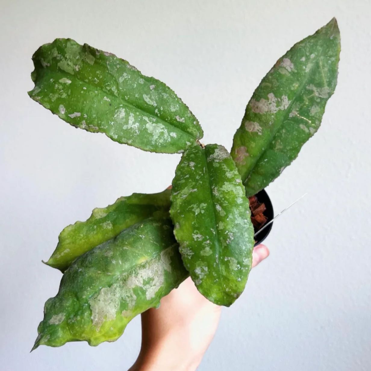 Photo of the plant species Hoya undulata by @Idplantthat named Rosa on Greg, the plant care app