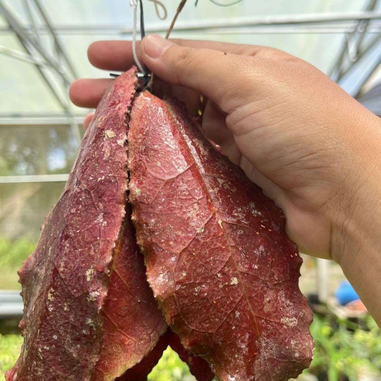 Photo of the plant species Hoya undulata by @Idplantthat named Tree Diddy on Greg, the plant care app
