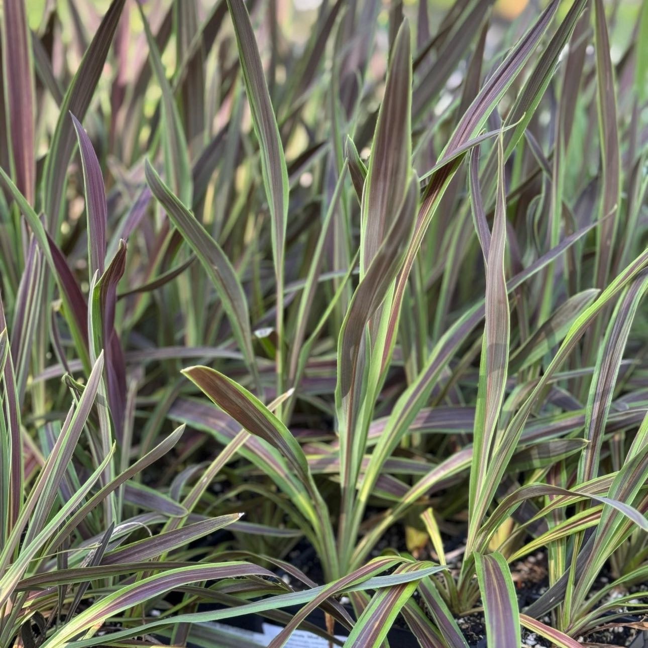 Photo of the plant species Cordyline Glauca by @Idplantthat named Milton on Greg, the plant care app