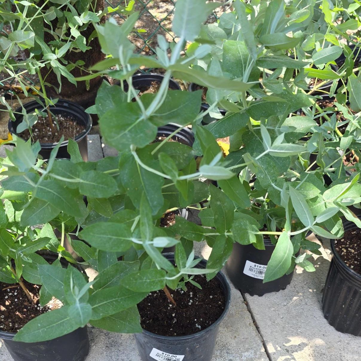 Photo of the plant species Silver Gum by @Idplantthat named Oscar on Greg, the plant care app