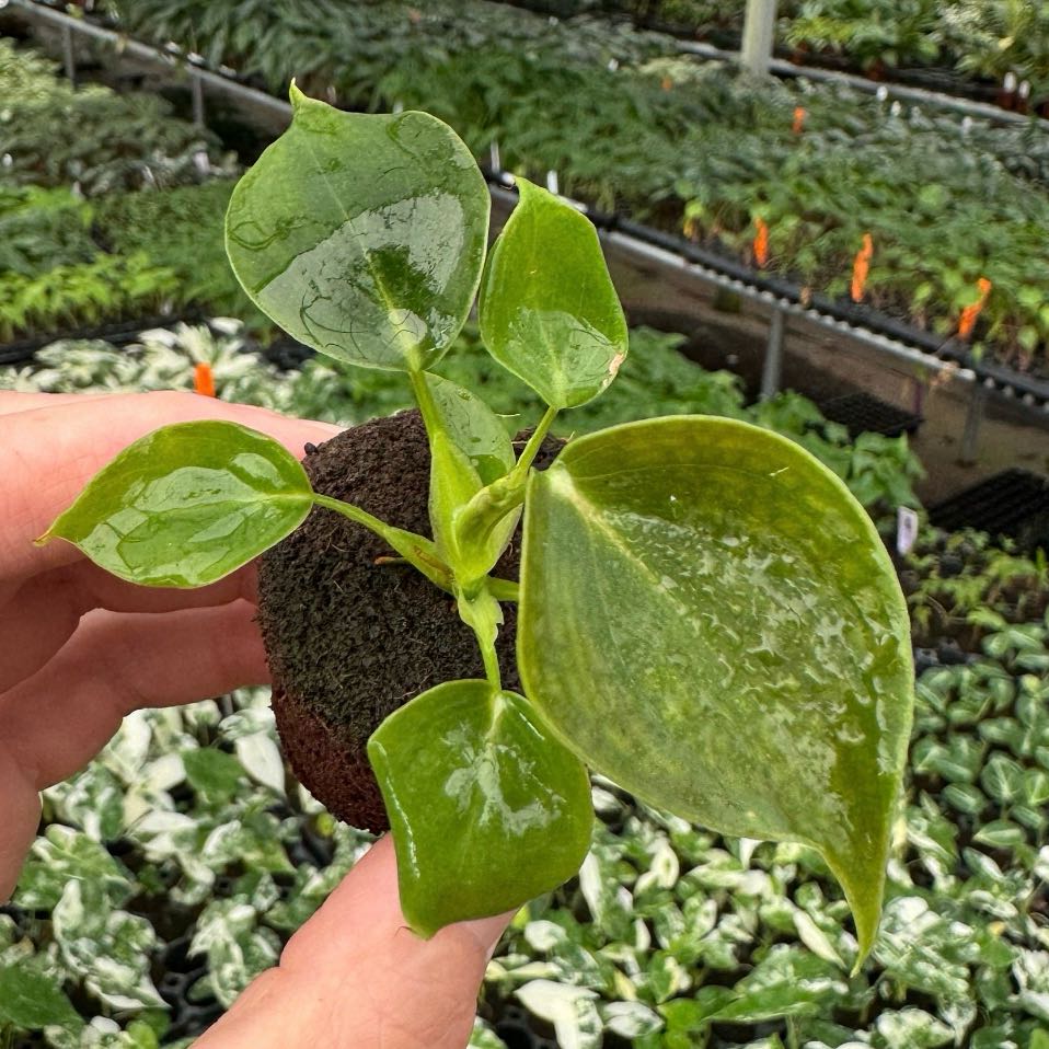 Photo of the plant species Philodendron lupinum by @Idplantthat named Liam Archie on Greg, the plant care app