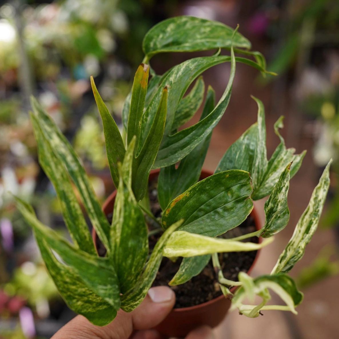 Photo of the plant species Variegated Zippy Plant by @Idplantthat named Clementine on Greg, the plant care app