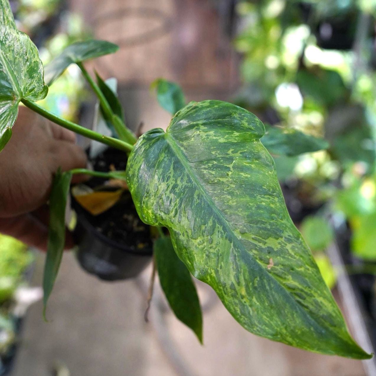 Photo of the plant species Philodendron 'Golden Dragon Albo Variegated' by @Idplantthat named Esme on Greg, the plant care app