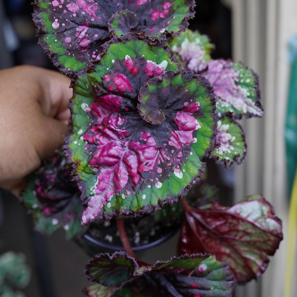 Photo of the plant species Begonia 'Macarena' by @Idplantthat named Esmeralda on Greg, the plant care app