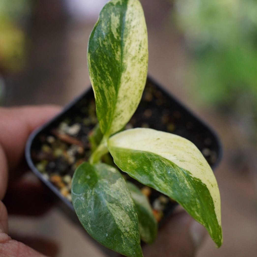Photo of the plant species Rhaphodorphia puberela by @Idplantthat named Felix on Greg, the plant care app
