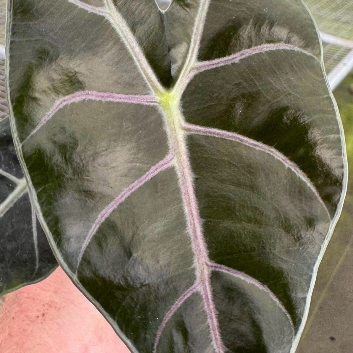 Photo of the plant species Alocasia Watsoniana Purple Vein by @Idplantthat named Dapple on Greg, the plant care app
