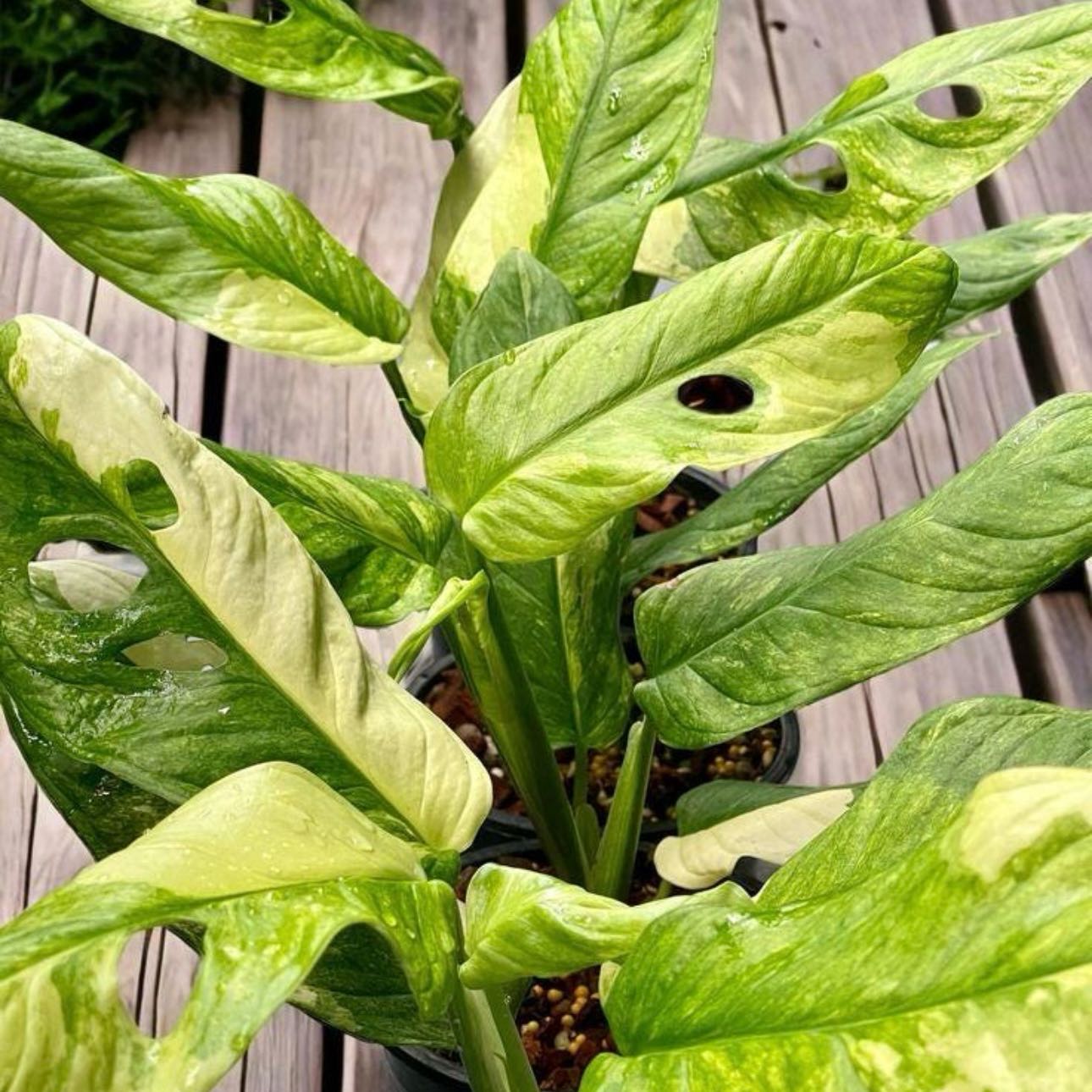 Photo of the plant species Variegated Monstera Obliqua by @Idplantthat named Phelony on Greg, the plant care app