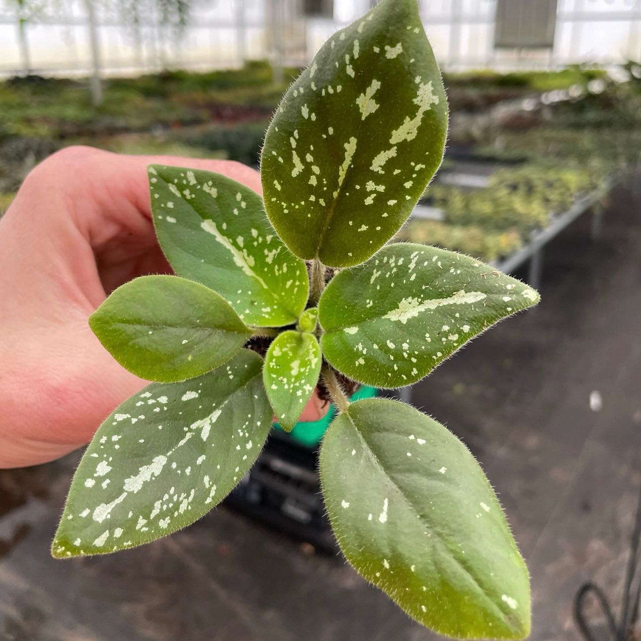 Photo of the plant species Michaelmoelleria vietnamensis by @Idplantthat named Turquoise eyes 👀 on Greg, the plant care app