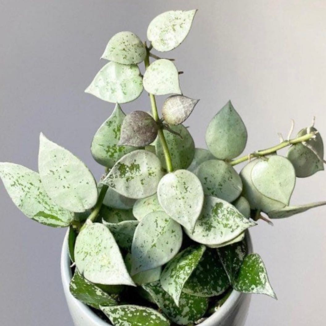Photo of the plant species Hoya 'Eskimo' by @Idplantthat named Exton on Greg, the plant care app
