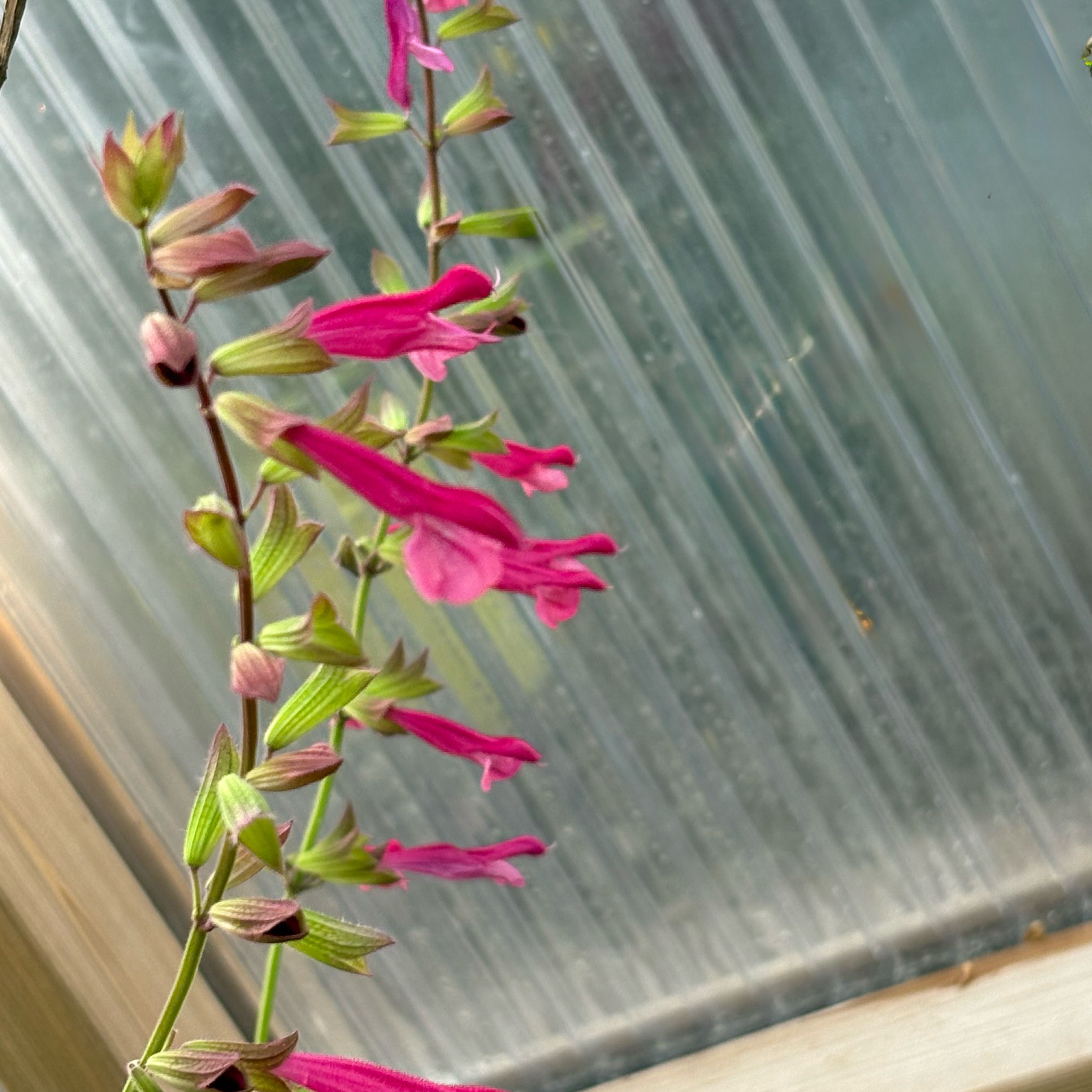 Photo of the plant species Salvia 'Love and Wishes' by @Idplantthat named Bear on Greg, the plant care app