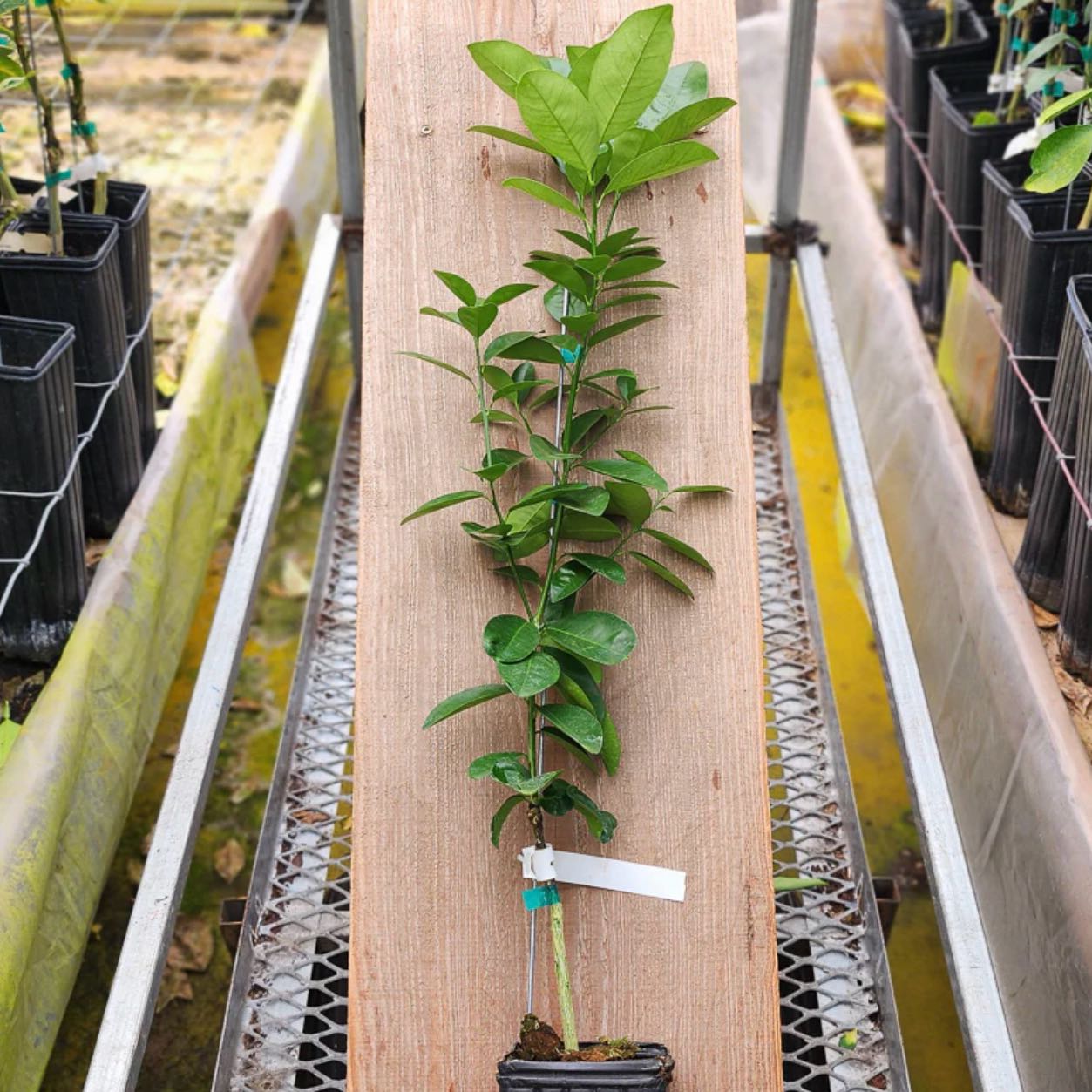 Photo of the plant species Fukushu Kumquat by @Idplantthat named Talula on Greg, the plant care app