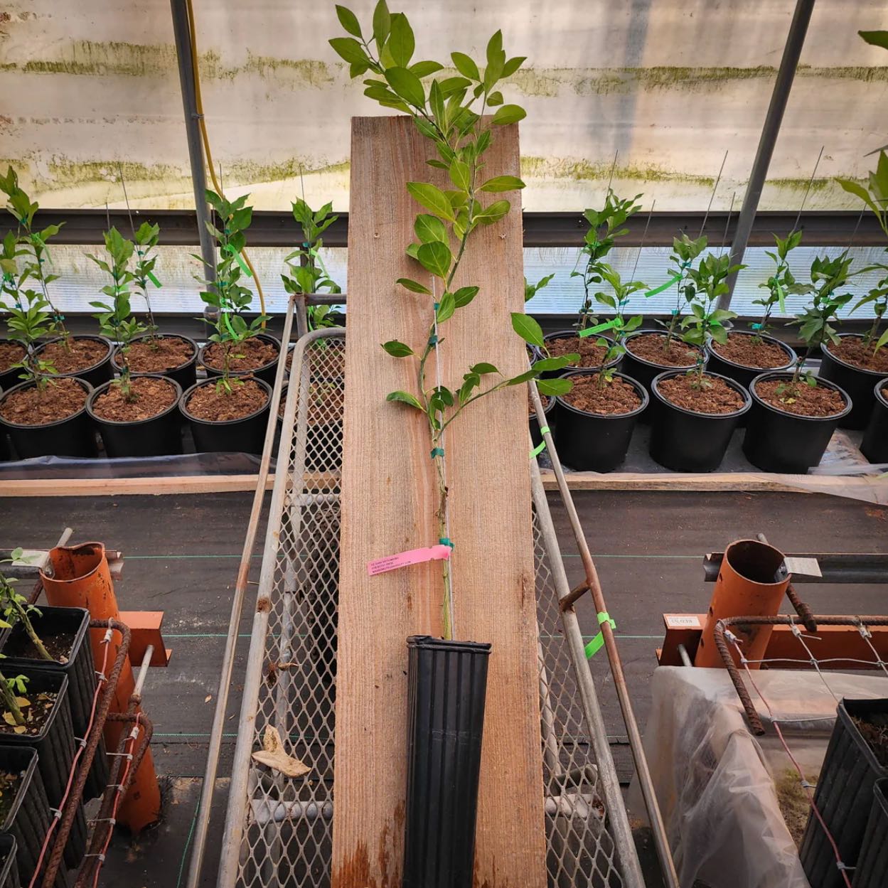 Photo of the plant species Xie Shan Mandarin by @Idplantthat named Sproutacus on Greg, the plant care app