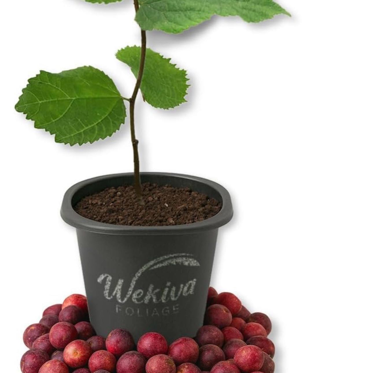 Photo of the plant species Sherbet Berry by @Idplantthat named Dorcas on Greg, the plant care app