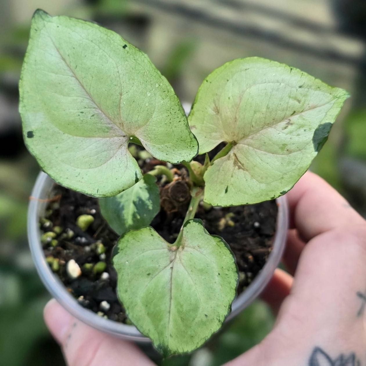 Photo of the plant species Gray Ghost Syngonium by @Idplantthat named Green Sunday on Greg, the plant care app
