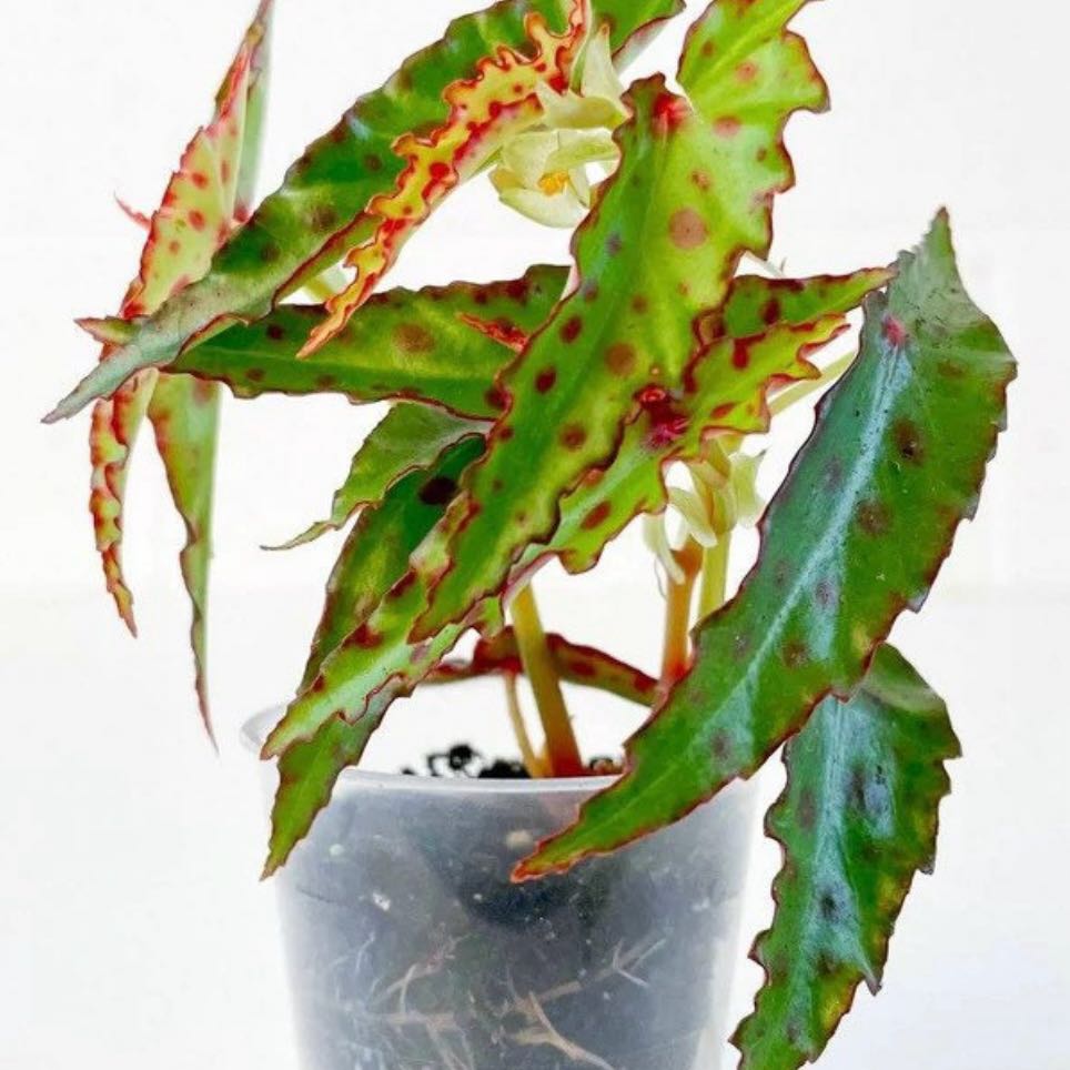 Photo of the plant species Begonia amphioxus by @Idplantthat named West Elm on Greg, the plant care app