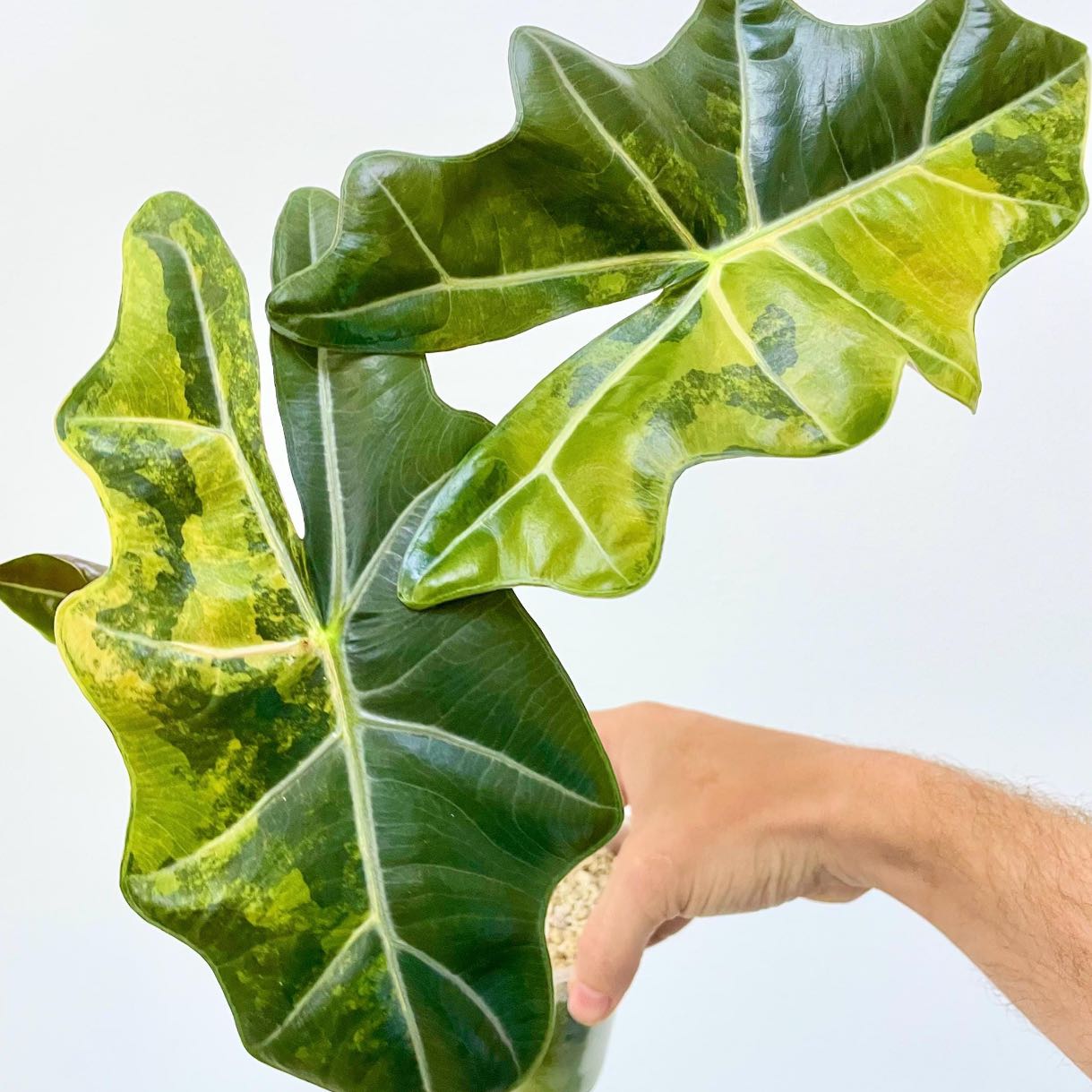 Photo of the plant species Alocasia by @Idplantthat named Binxy Bear on Greg, the plant care app