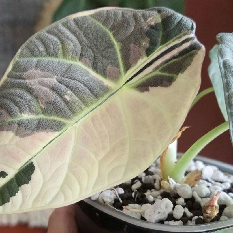 Keep Your Alocasia 'Maharani' Albo Alive: Light, Water & Care