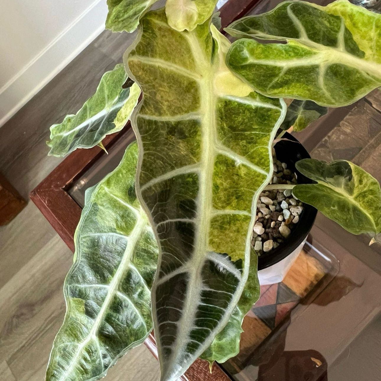 Photo of the plant species Variegated Alocasia Amazonica by @Idplantthat named Sedgwick on Greg, the plant care app