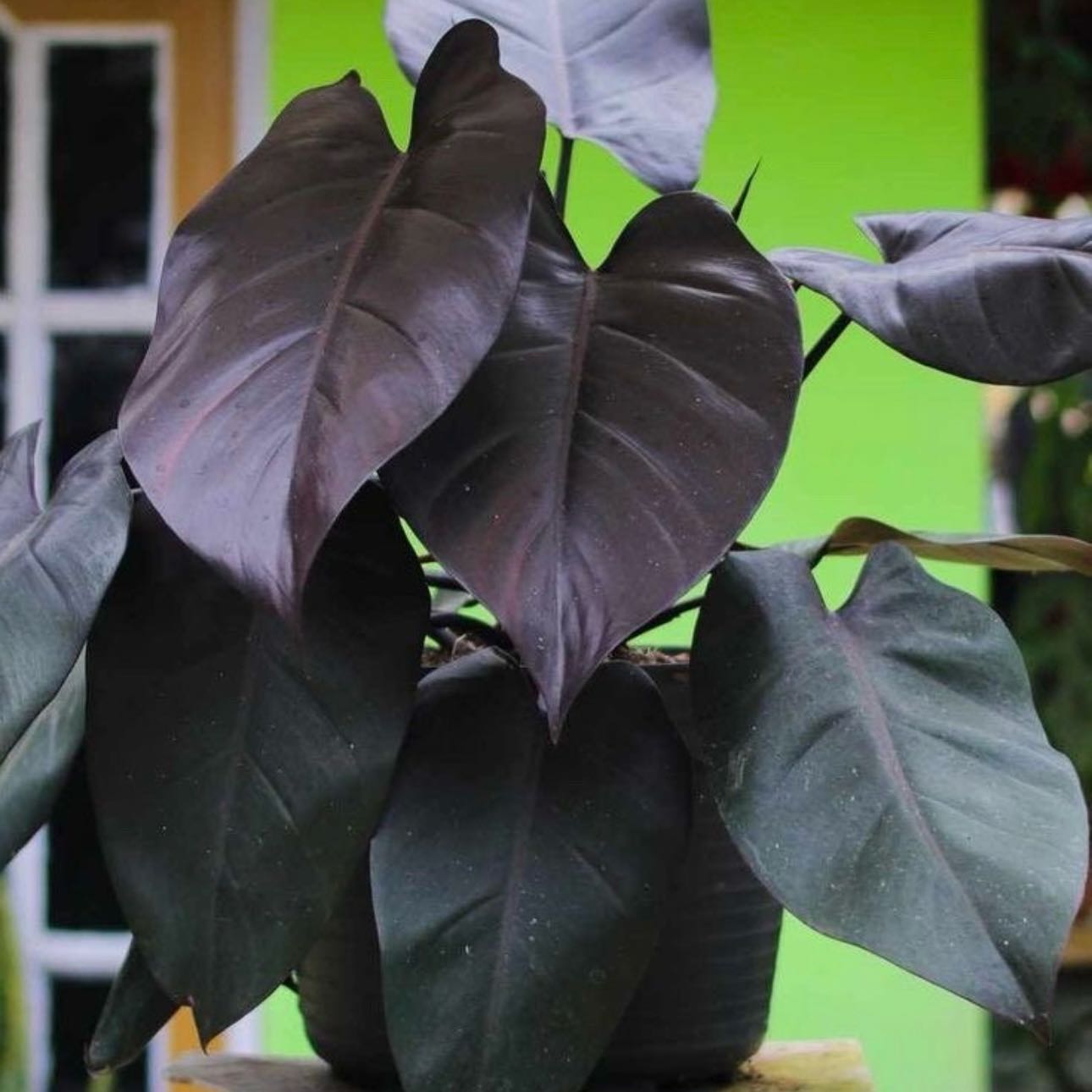 Photo of the plant species Royal Queen Philodendron by @Idplantthat named Royal on Greg, the plant care app