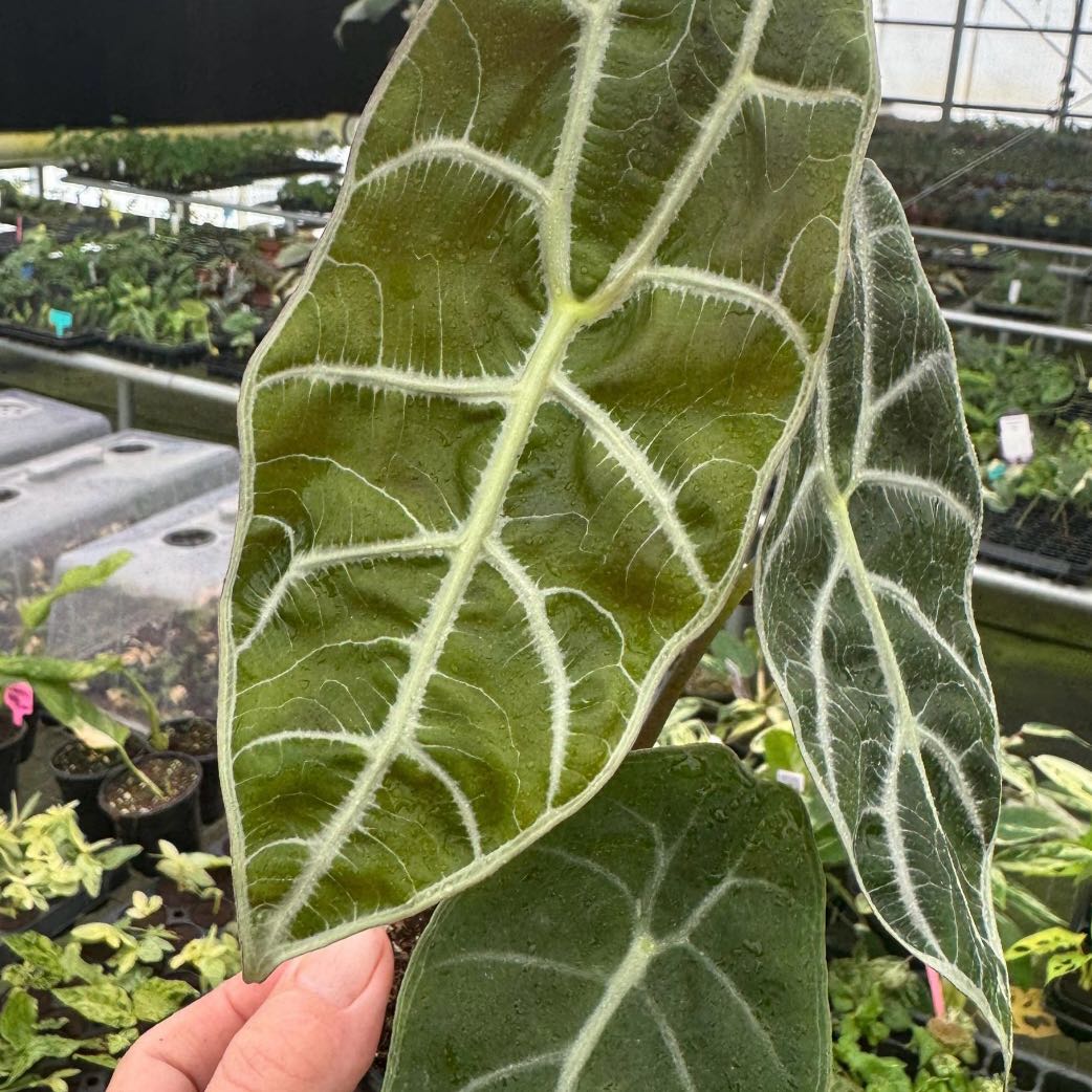 Photo of the plant species Alocasia Watsoniana Lightning by @Idplantthat named Sem on Greg, the plant care app