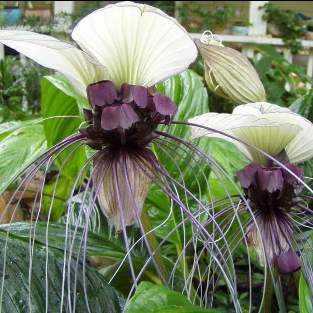 Photo of the plant species White Batflower by @Idplantthat named Whiskers on Greg, the plant care app