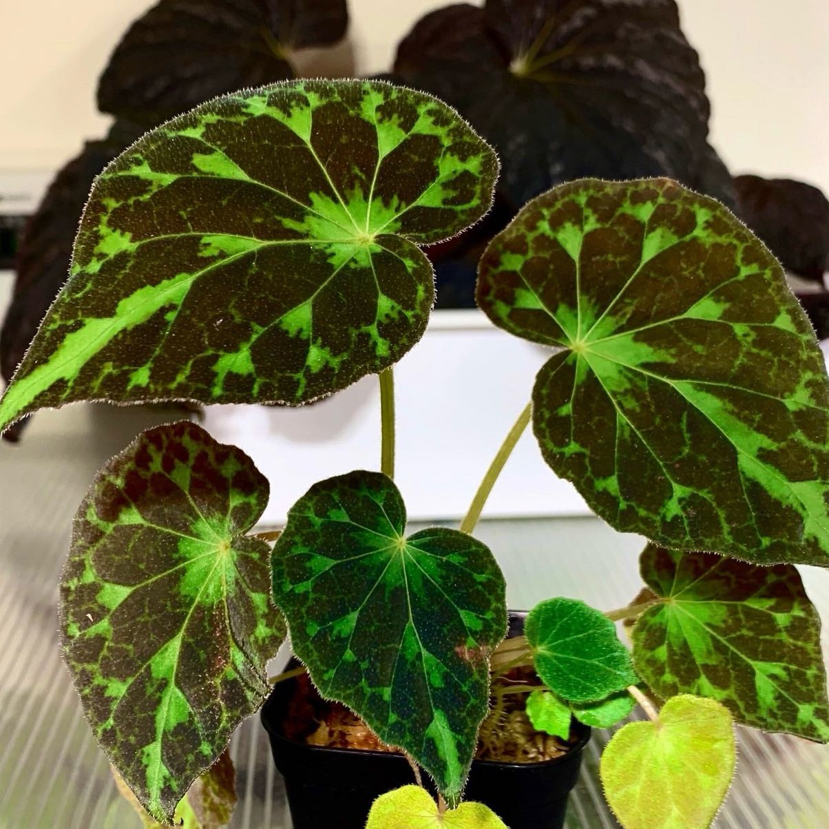 Photo of the plant species Begonia Barsalouxiae by @Idplantthat named Mint Print on Greg, the plant care app