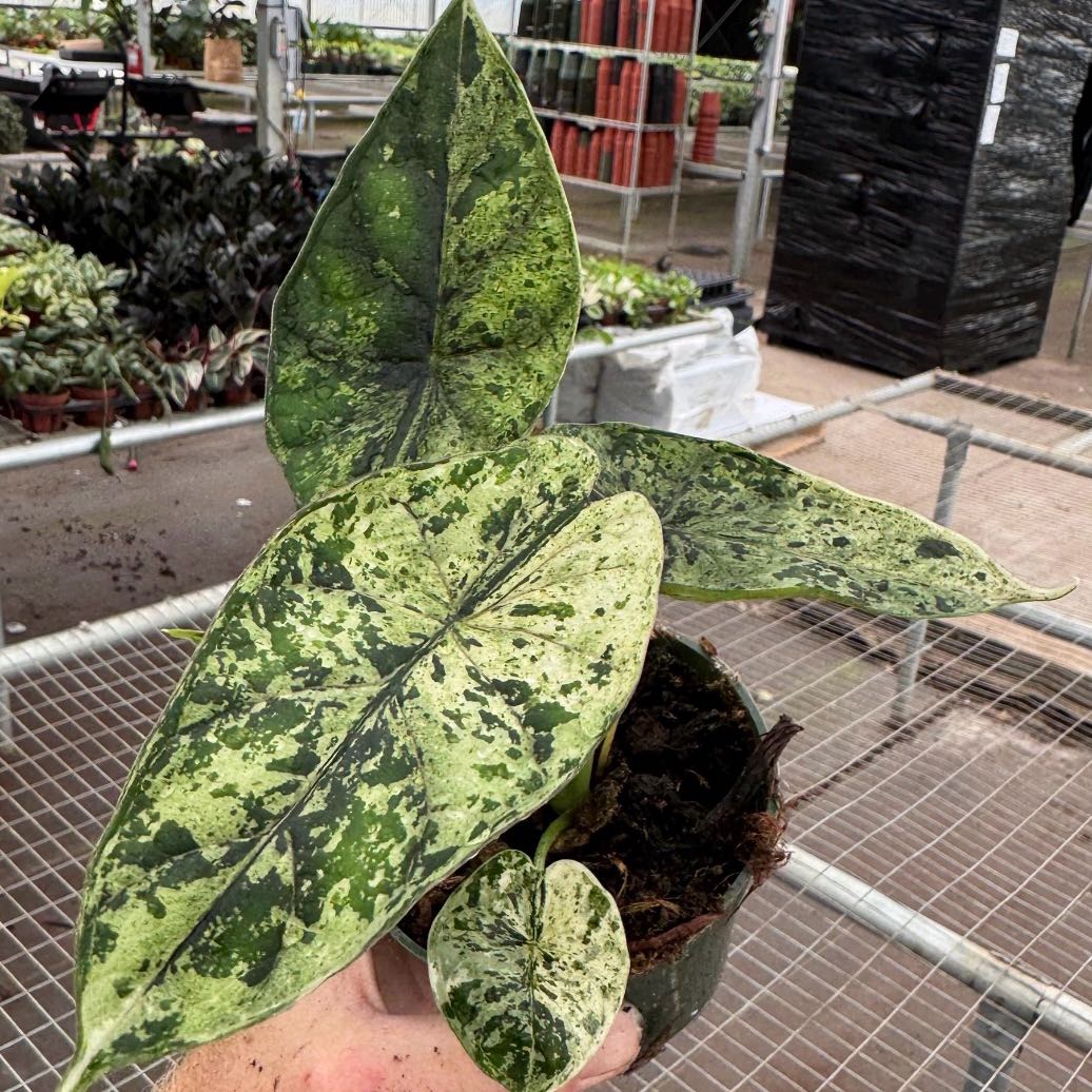 その他観葉植物 Alocasia Dragon Scale Marble Variegated Alocasia Dragon Scale Variegated 4