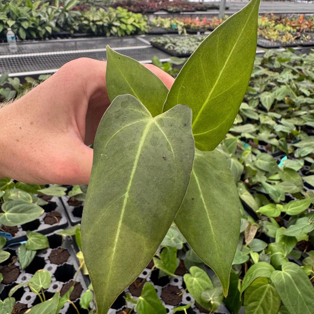 Plant care for Red Carpet Sedum on Greg, the plant care app