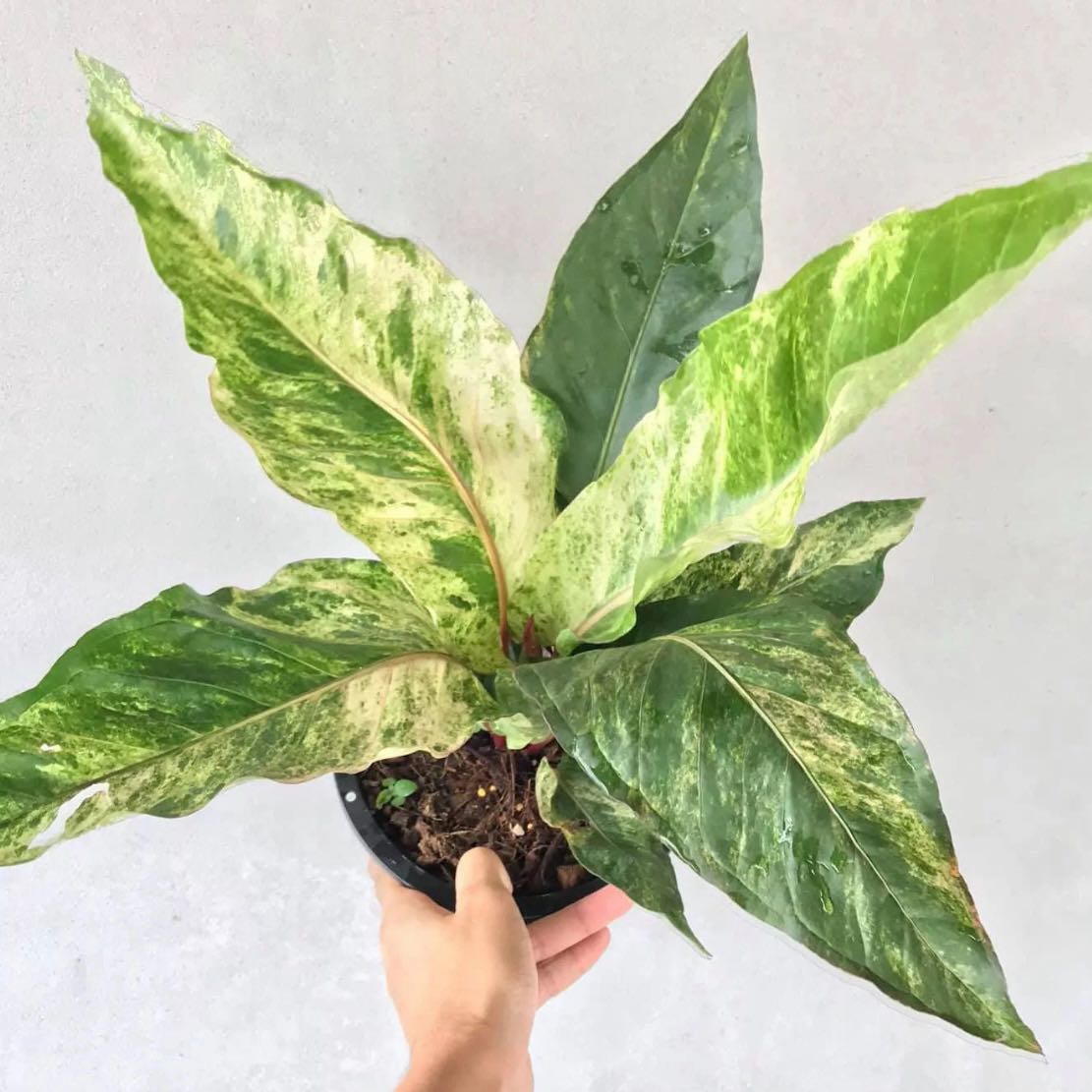 Photo of the plant species Variegated Hookeri by @Idplantthat named Aurora Whistler on Greg, the plant care app