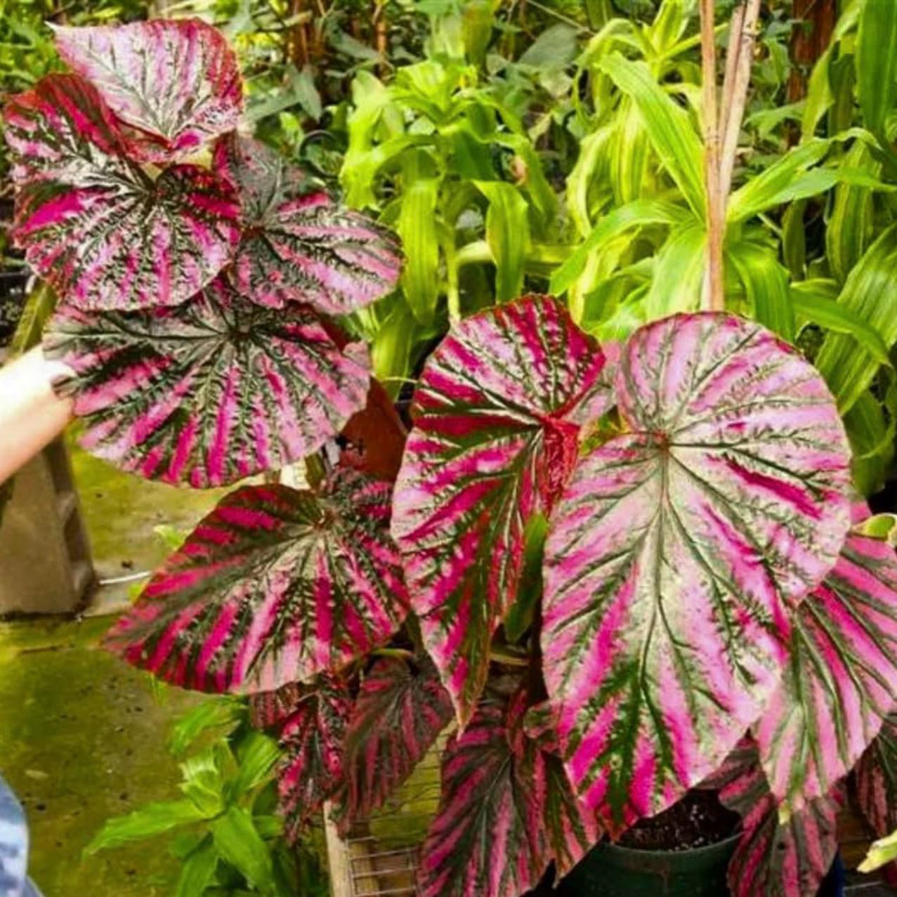 Photo of the plant species Brevirimosa Begonia by @Idplantthat named Octavo on Greg, the plant care app