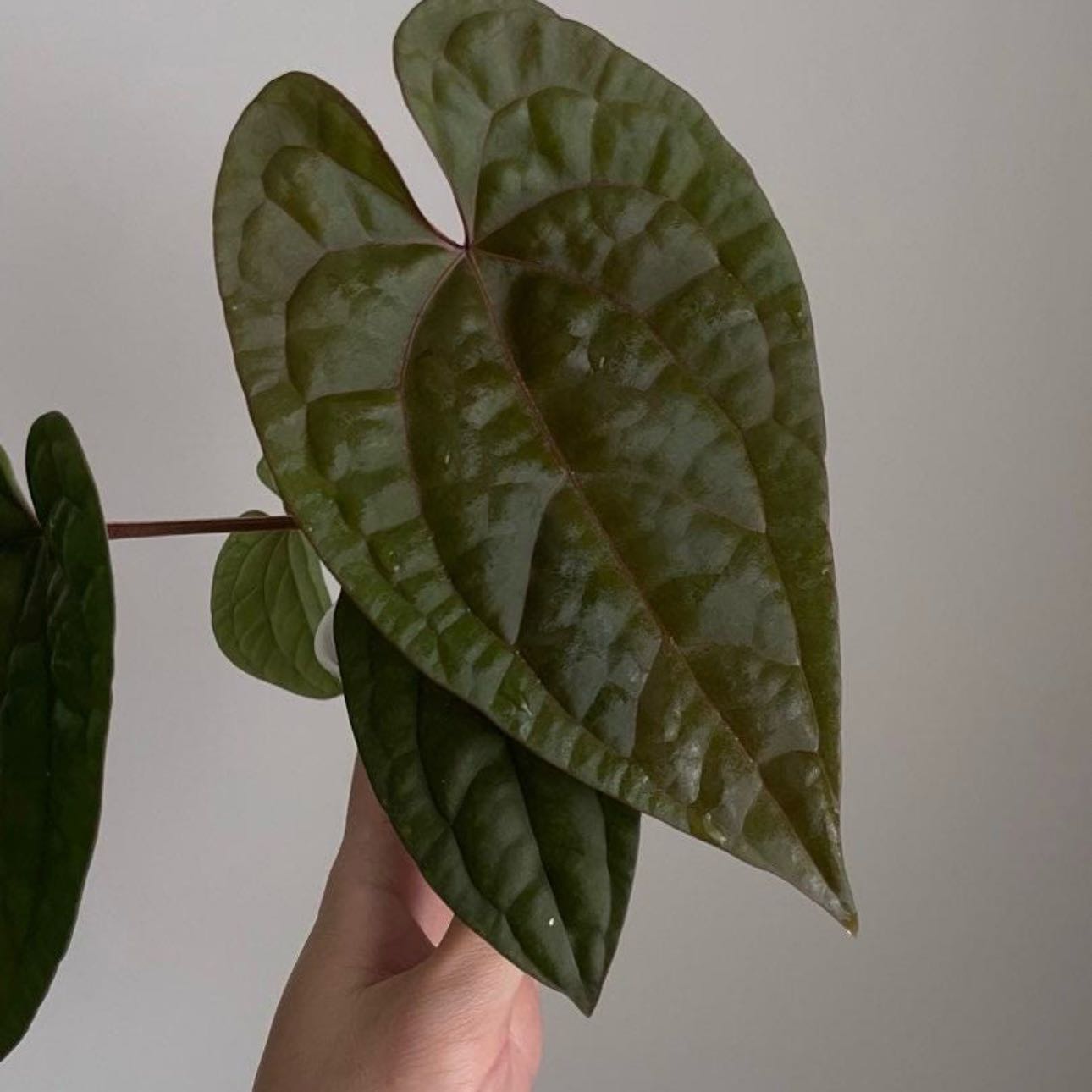 Photo of the plant species Anthurium Ace of Spades X Luxurians by @Idplantthat named Omja on Greg, the plant care app