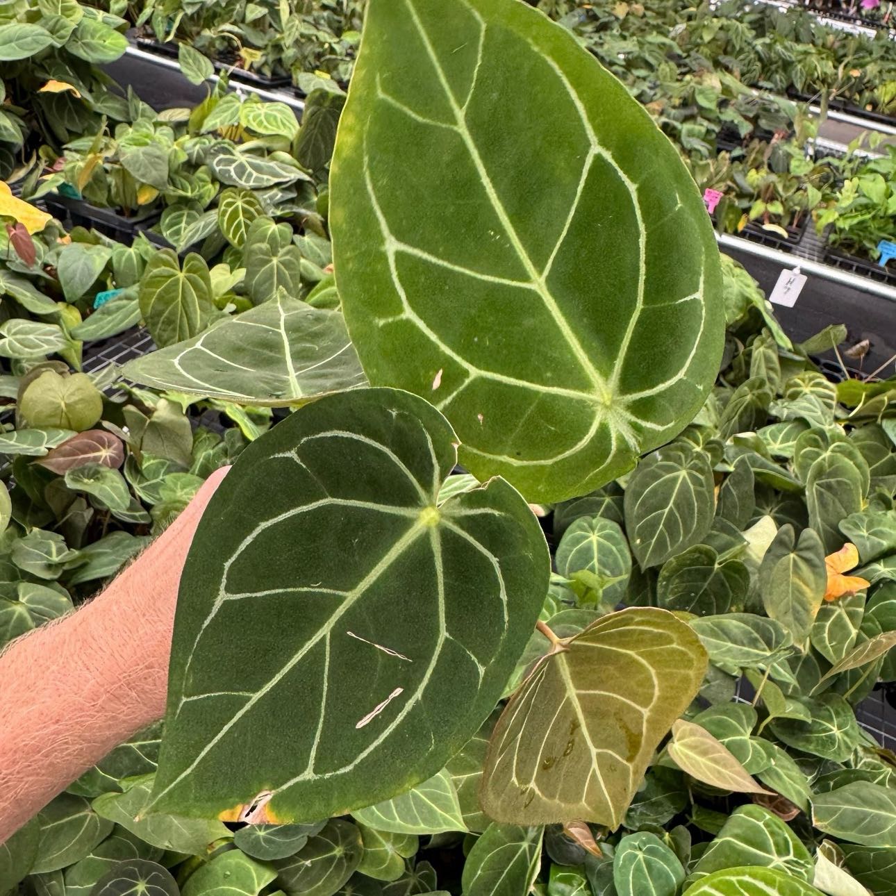 Photo of the plant species Indo Dressleri X Forgetii by @Idplantthat named Ori on Greg, the plant care app