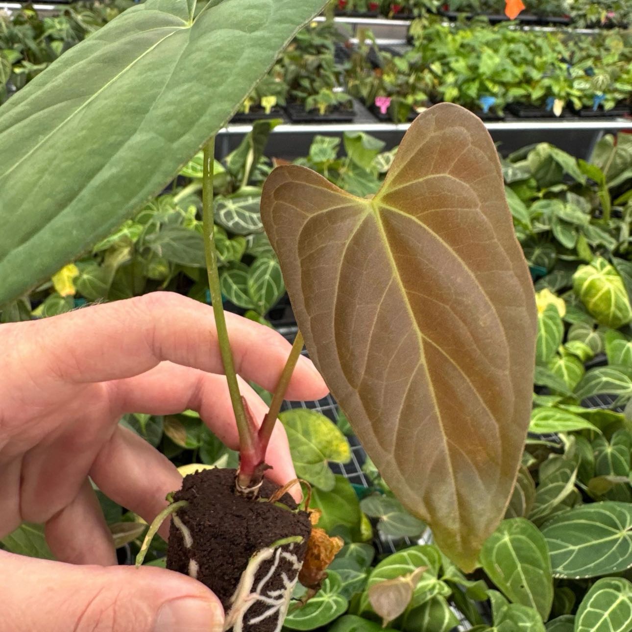 Plant care for King Palm on Greg, the plant care app