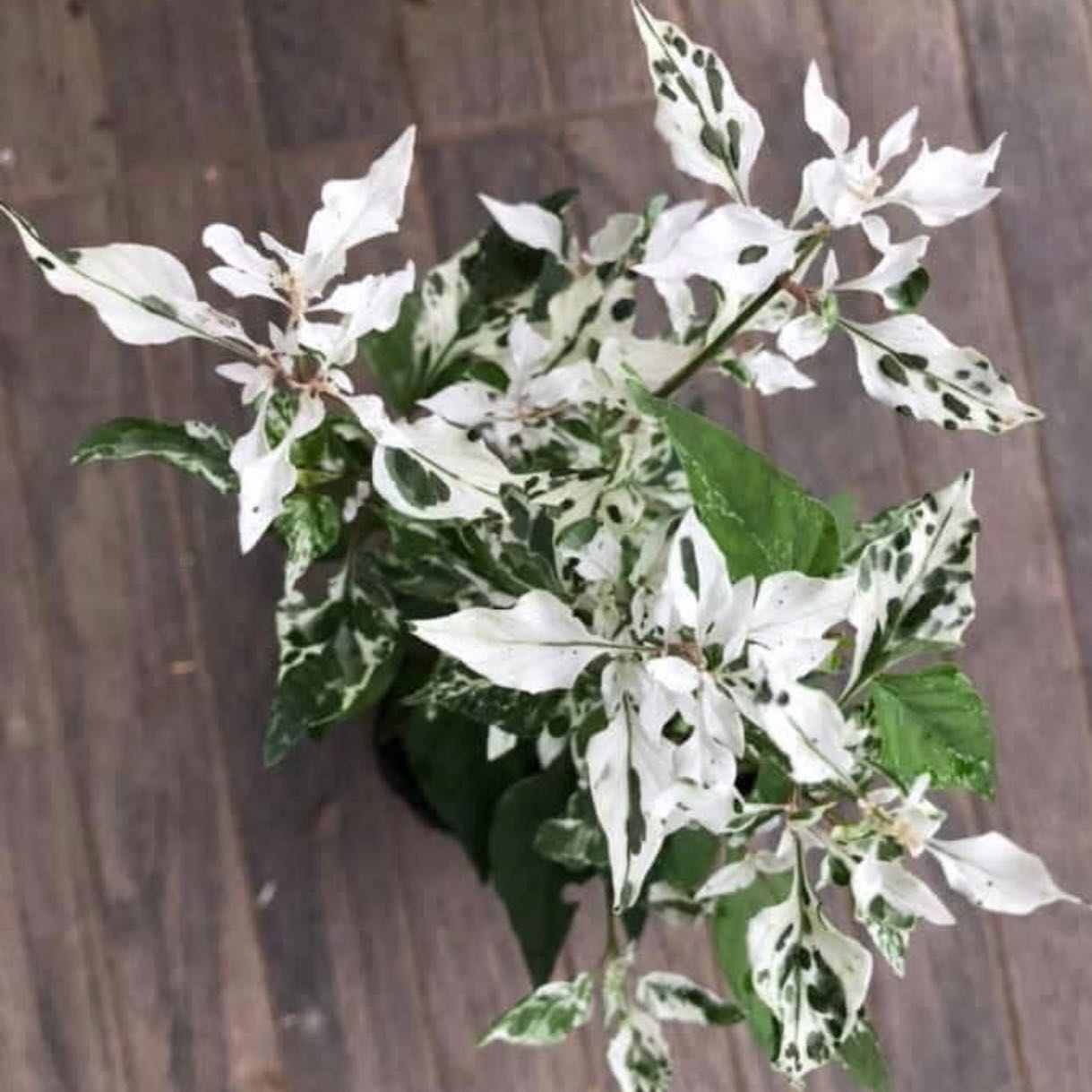 Photo of the plant species Snow On The Mountain by @Idplantthat named Abel on Greg, the plant care app
