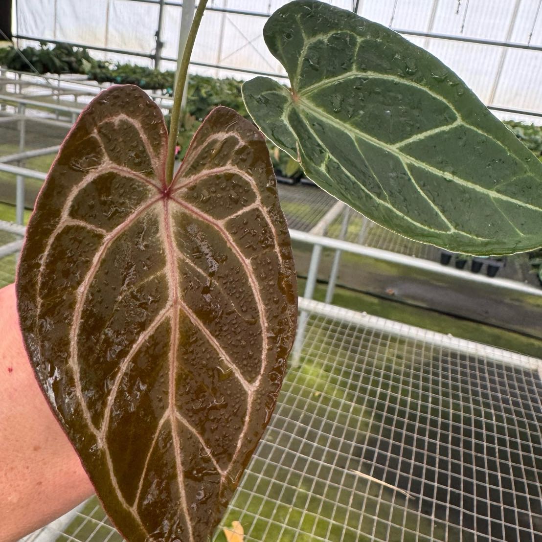 Photo of the plant species Dressleri Indo X Silver Mask Anthurium by @Idplantthat named Lyra Lo on Greg, the plant care app