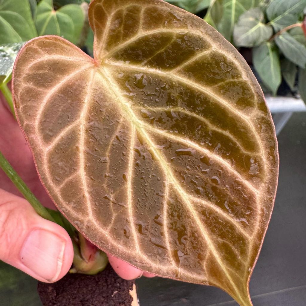 Photo of the plant species Dorayaki Silver X Hope Anthurium by @Idplantthat named Ara Nova on Greg, the plant care app