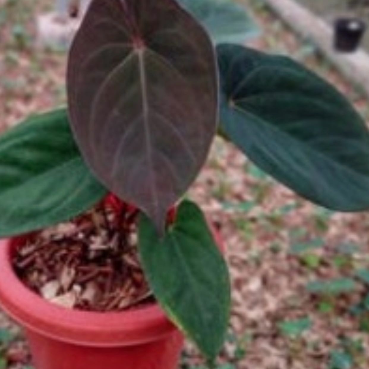 Photo of the plant species Hulk Anthurium by @Idplantthat named Smash on Greg, the plant care app