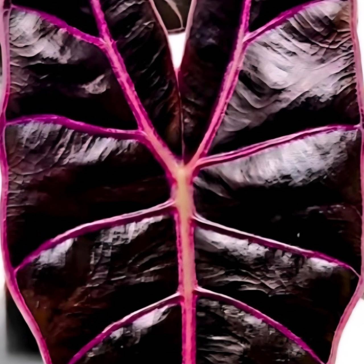 Plant care for Black Jade Snake plant on Greg, the plant care app