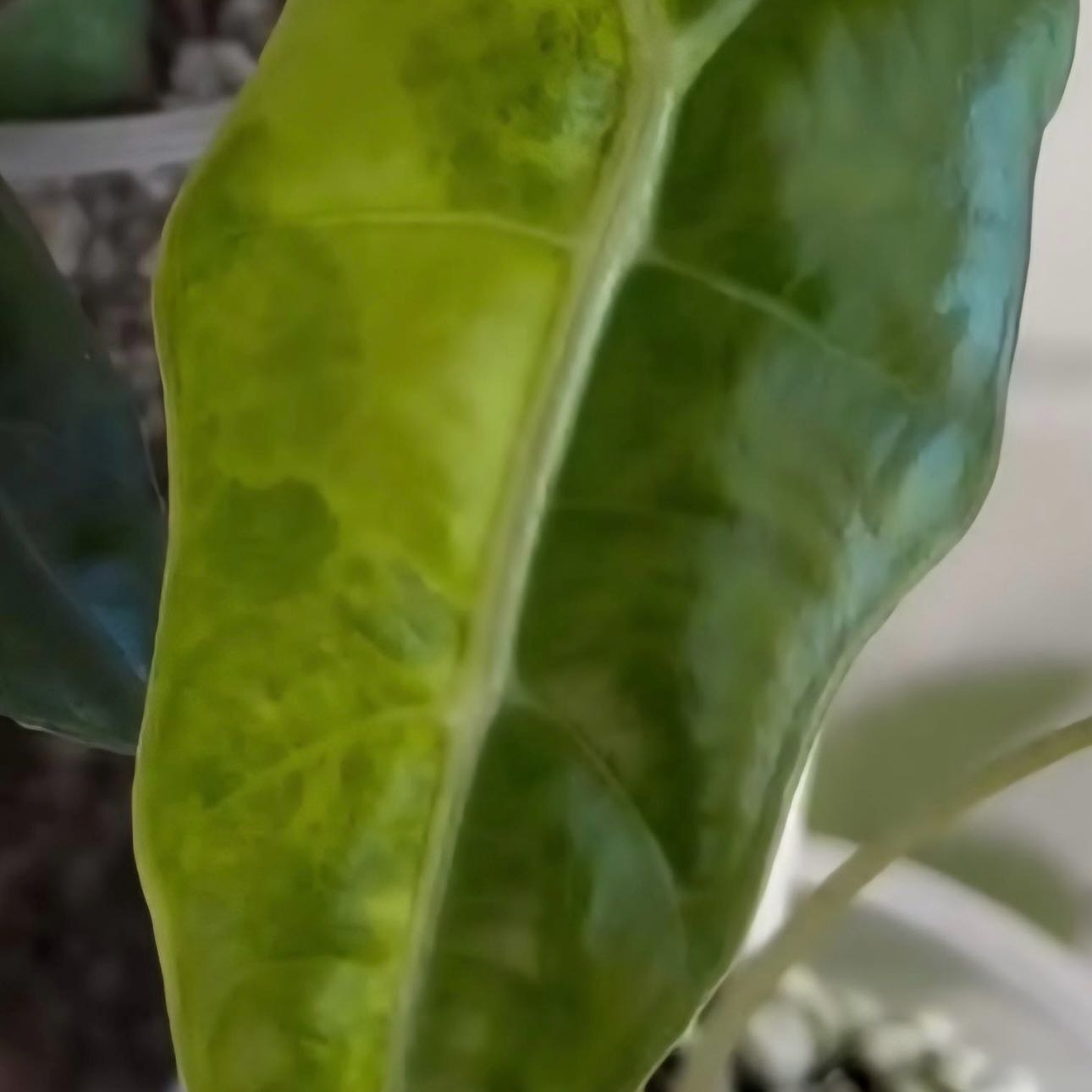 Photo of the plant species Pseudo Sanderiana Bull Aurea by @Idplantthat named Namid on Greg, the plant care app