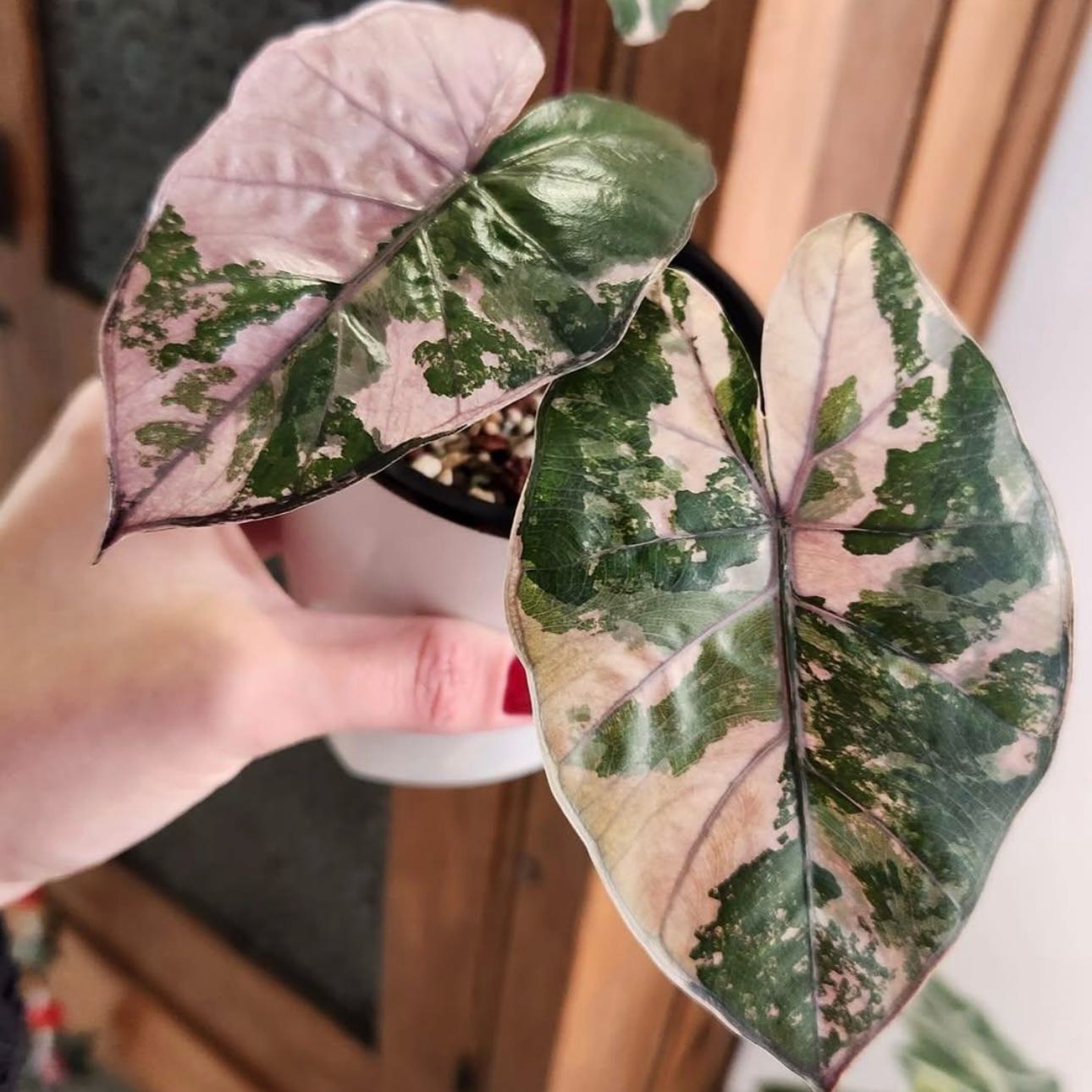 Photo of the plant species Pink Yucatan Princess by @Idplantthat named Styx on Greg, the plant care app