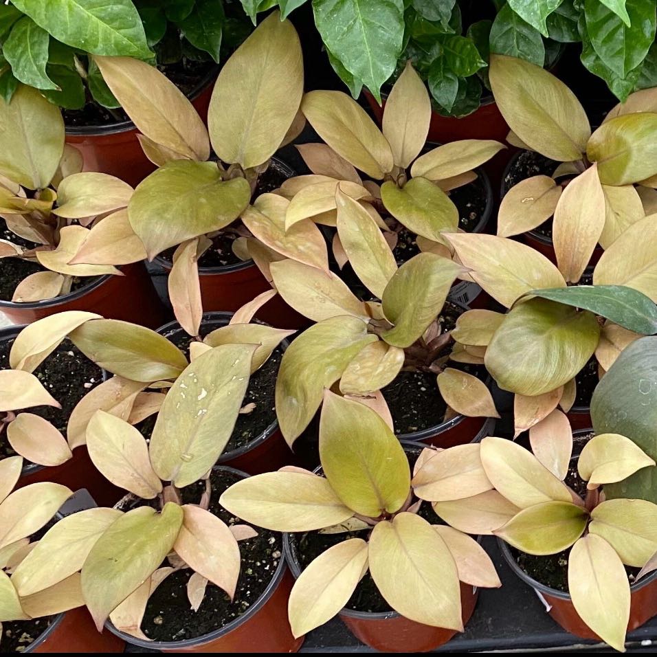 Plant care for Caramel Marble Fire Tiger Philodendron on Greg, the plant care app
