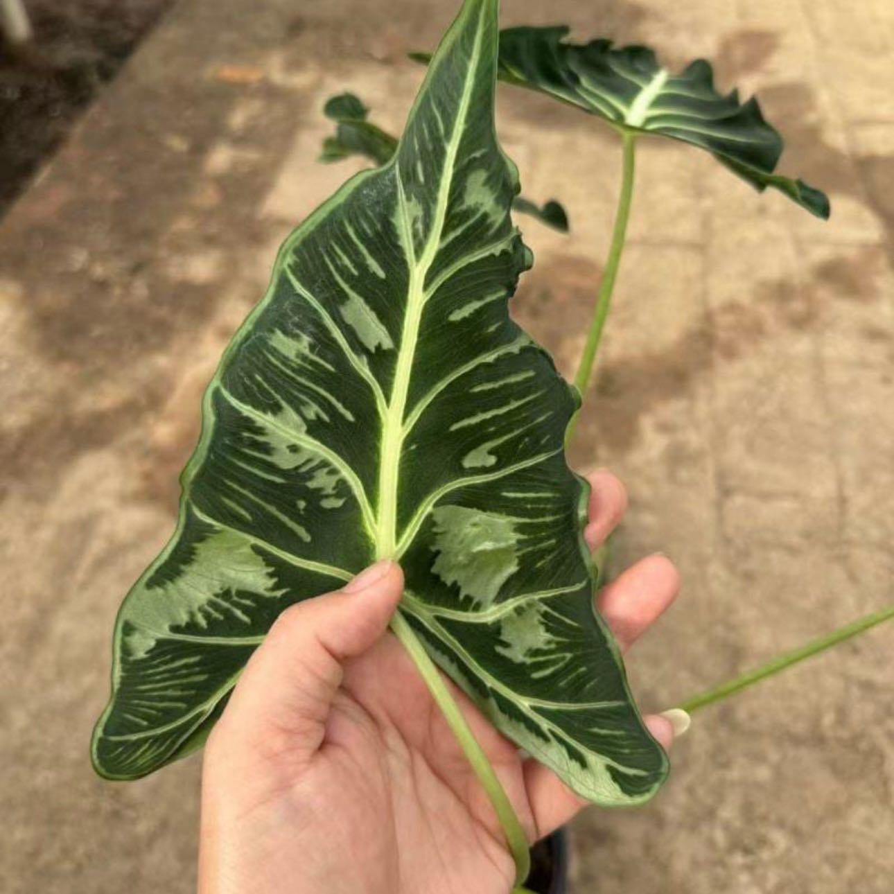 Photo of the plant species Tatoo Alocasia by @Idplantthat named Salih on Greg, the plant care app