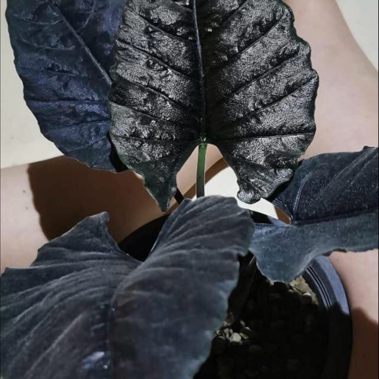 Photo of the plant species Alocasia Antoro Velvet by @Idplantthat named Arne on Greg, the plant care app