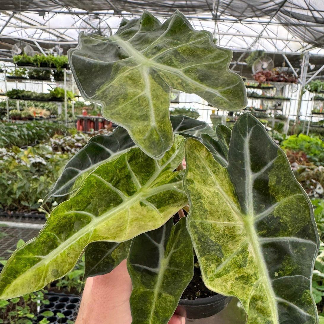 Photo of the plant species Alocasia Polly Aurea by @Idplantthat named Sable on Greg, the plant care app